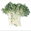 100 CIMARRON ALFALFA Medicago Sativa Ground Cover Forage Purple Flower Seeds