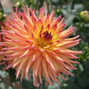 25 CACTUS DOUBLE DAHLIA Mix Variabilis Mixed Colors Hummingbird Flower Seeds