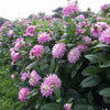 25 CACTUS DOUBLE DAHLIA Mix Variabilis Mixed Colors Hummingbird Flower Seeds
