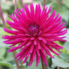 25 CACTUS DOUBLE DAHLIA Mix Variabilis Mixed Colors Hummingbird Flower Seeds