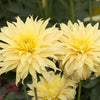 25 CACTUS DOUBLE DAHLIA Mix Variabilis Mixed Colors Hummingbird Flower Seeds