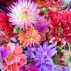 20 Dwarf Mixed Colors REDSKIN DAHLIA Variabilis Red Skin Mix Bicolor Flower Seeds