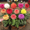 20 Dwarf Mixed Colors REDSKIN DAHLIA Variabilis Red Skin Mix Bicolor Flower Seeds