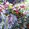 20 RED Chinese DATE TREE Edible Fruit Jujube Ziziphus Jujuba Yellow Flower Seeds