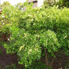 20 RED Chinese DATE TREE Edible Fruit Jujube Ziziphus Jujuba Yellow Flower Seeds
