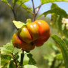 25 TURKISH ORANGE EGGPLANT Scarlet Solanum Aethiopicum Fruit Vegetable Seeds