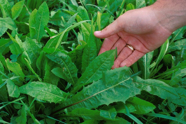 800 EMERALD CATALOGNA ENDIVE Italian Chicory Cichorium Endivia Seeds
