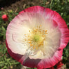 1000 PINK & WHITE POPPY Papaver Somniferum Flower Seeds
