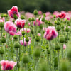 1000 PINK & WHITE POPPY Papaver Somniferum Flower Seeds