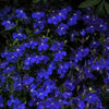 200 Electric Blue & White HALF MOON LOBELIA Erinus Flower Seeds
