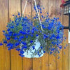 200 Electric Blue & White HALF MOON LOBELIA Erinus Flower Seeds
