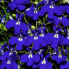 200 Electric Blue & White HALF MOON LOBELIA Erinus Flower Seeds