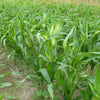 150 LADY FINGERS POPCORN Corn Zea Mays White Yellow Vegetable Seeds