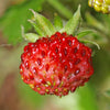 100 VESCA BARON STRAWBERRY Solemacher Berry Fragari Fruit Seeds