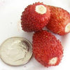 100 VESCA BARON STRAWBERRY Solemacher Berry Fragari Fruit Seeds