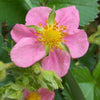 100 VESCA BARON STRAWBERRY Solemacher Berry Fragari Fruit Seeds