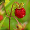 100 VESCA BARON STRAWBERRY Solemacher Berry Fragari Fruit Seeds