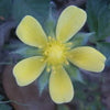 50 Red Indian TUTTIFRUTTI STRAWBERRY Duchesnea Indica Flower Berry Fruit Seed