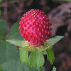 50 Red Indian TUTTIFRUTTI STRAWBERRY Duchesnea Indica Flower Berry Fruit Seed