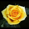 5 YELLOW ROSE Rosa Bush Shrub Perennial Flower Seeds