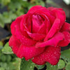 5 RED ROSE Rosa Bush Shrub Perennial Flower Seeds