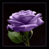 5 PURPLE ROSE Rosa Floribunda Bush Shrub Perennial Flower Seeds