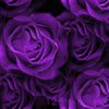 5 PURPLE ROSE Rosa Floribunda Bush Shrub Perennial Flower Seeds