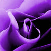 5 PURPLE ROSE Rosa Floribunda Bush Shrub Perennial Flower Seeds