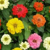 250 ZIN MASTER ZINNIA Mix Elegans Mixed Colors Flower Seeds