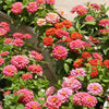 250 ZIN MASTER ZINNIA Mix Elegans Mixed Colors Flower Seeds