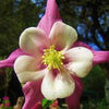100 DWARF COLUMBINE MIX Aquilegia Vulgaris Mixed Colors Flower Seeds