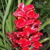 2000 Mixed MOROCCAN TOADFLAX / SNAPDRAGON Linaria Maroccana Flower Seeds