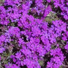 500 Purple HARDY MOSS VERBENA Tenuisecta Fragrant Flower Seeds