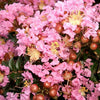 35 Light PINK CREPE MYRTLE Crape Tree Shrub Lagerstroemia Indica Flower Seeds