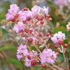 35 Light PINK CREPE MYRTLE Crape Tree Shrub Lagerstroemia Indica Flower Seeds