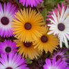 200 MIXED Colors ICE PLANT ( Mesembryanthemum Daisy / Livingstone Daisy ) Dorotheanthus Bellidiformis Flower Seeds