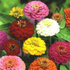 500 Mixed Colors CALIFORNIA GIANT ZINNIA Elegans Flower Seeds