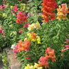 2000 SNAPDRAGON CORONA MIX Antirrhinum Majus Flower Seeds