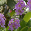 35 LILAC Light Purple CREPE MYRTLE Lagerstroemia Indica Flowering Shrub Bush Small Tree Seeds