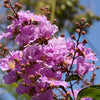35 LILAC Light Purple CREPE MYRTLE Lagerstroemia Indica Flowering Shrub Bush Small Tree Seeds
