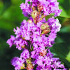 35 LILAC Light Purple CREPE MYRTLE Lagerstroemia Indica Flowering Shrub Bush Small Tree Seeds