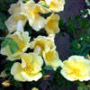 10 Golden Yellow FATHER HUGO ROSE Rosa Hugonis Flower Bush Shrub Seeds