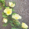 10 Golden Yellow FATHER HUGO ROSE Rosa Hugonis Flower Bush Shrub Seeds