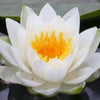10 WHITE WATER LILY / Lily Pad / Sacred Asian Water Lotus Nymphaea Ampla Flower Seeds