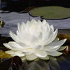10 WHITE WATER LILY / Lily Pad / Sacred Asian Water Lotus Nymphaea Ampla Flower Seeds