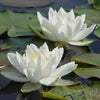 10 WHITE WATER LILY / Lily Pad / Sacred Asian Water Lotus Nymphaea Ampla Flower Seeds