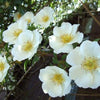 10 WHITE JAPANESE ROSE Rosa Rugosa Alba Bush Rugosa Rose Flower Seeds