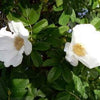 10 WHITE JAPANESE ROSE Rosa Rugosa Alba Bush Rugosa Rose Flower Seeds