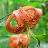 20 Orange TURKS CAP Tiger LILY Lilium Superbum Heirloom Native Perennial Flower Seeds