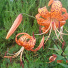 20 Orange TURKS CAP Tiger LILY Lilium Superbum Heirloom Native Perennial Flower Seeds